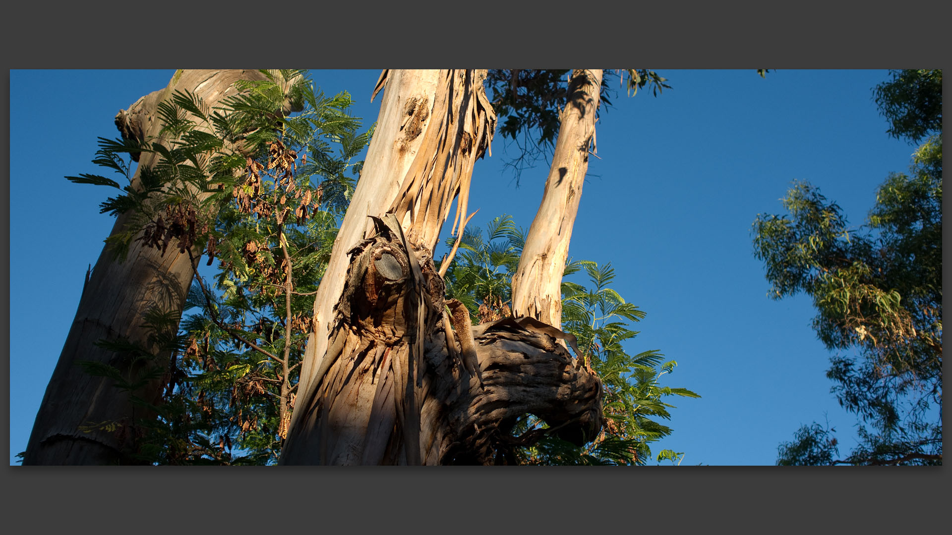 Eucalyptus sur le chemin de l'Aygade. 